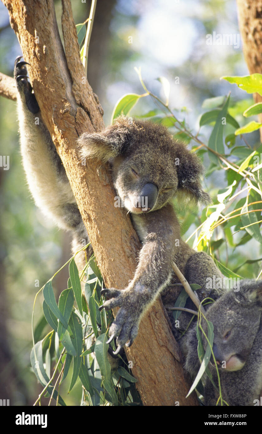 Australia, Magnetic Island, Koala with baby sleeping on a tree Stock Photo