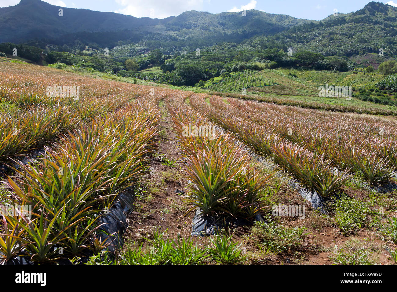 Mauritius. Plantations of pineapples Stock Photo