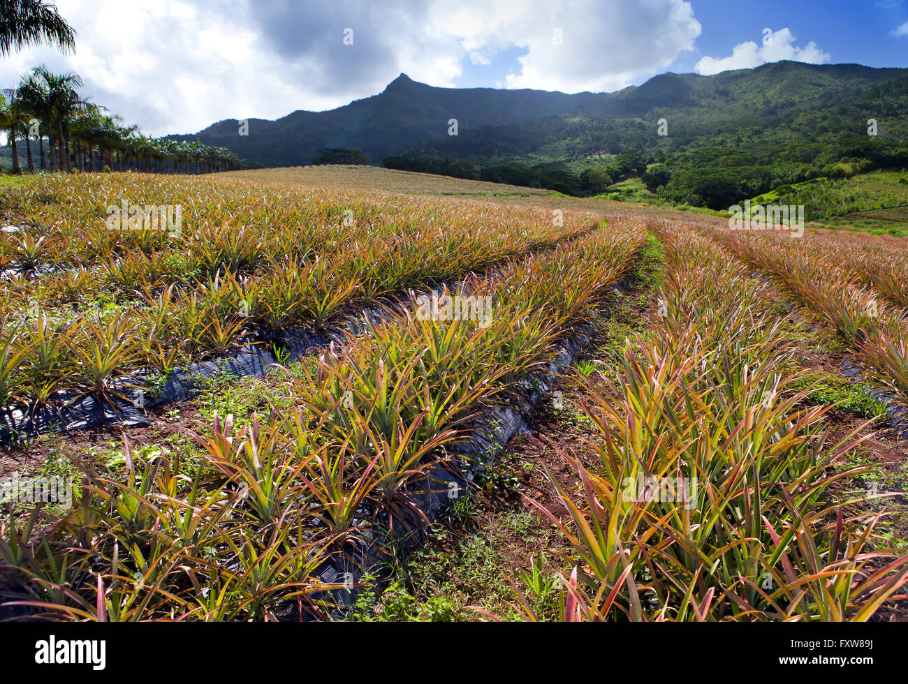 Mauritius. Plantations of pineapples Stock Photo - Alamy
