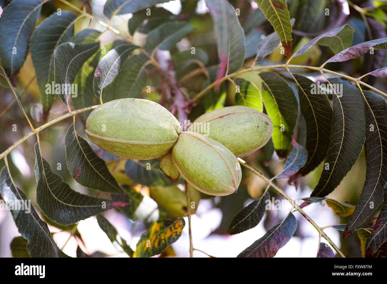 Three pecan nuts growing on tree Stock Photo Alamy