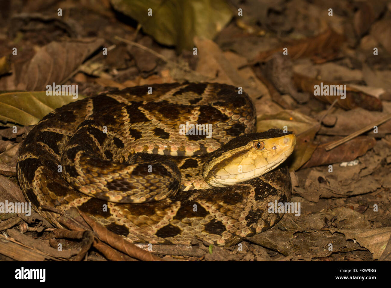 Fer-de-lance viper - Bothrops asper coiled on the forest floor Stock ...