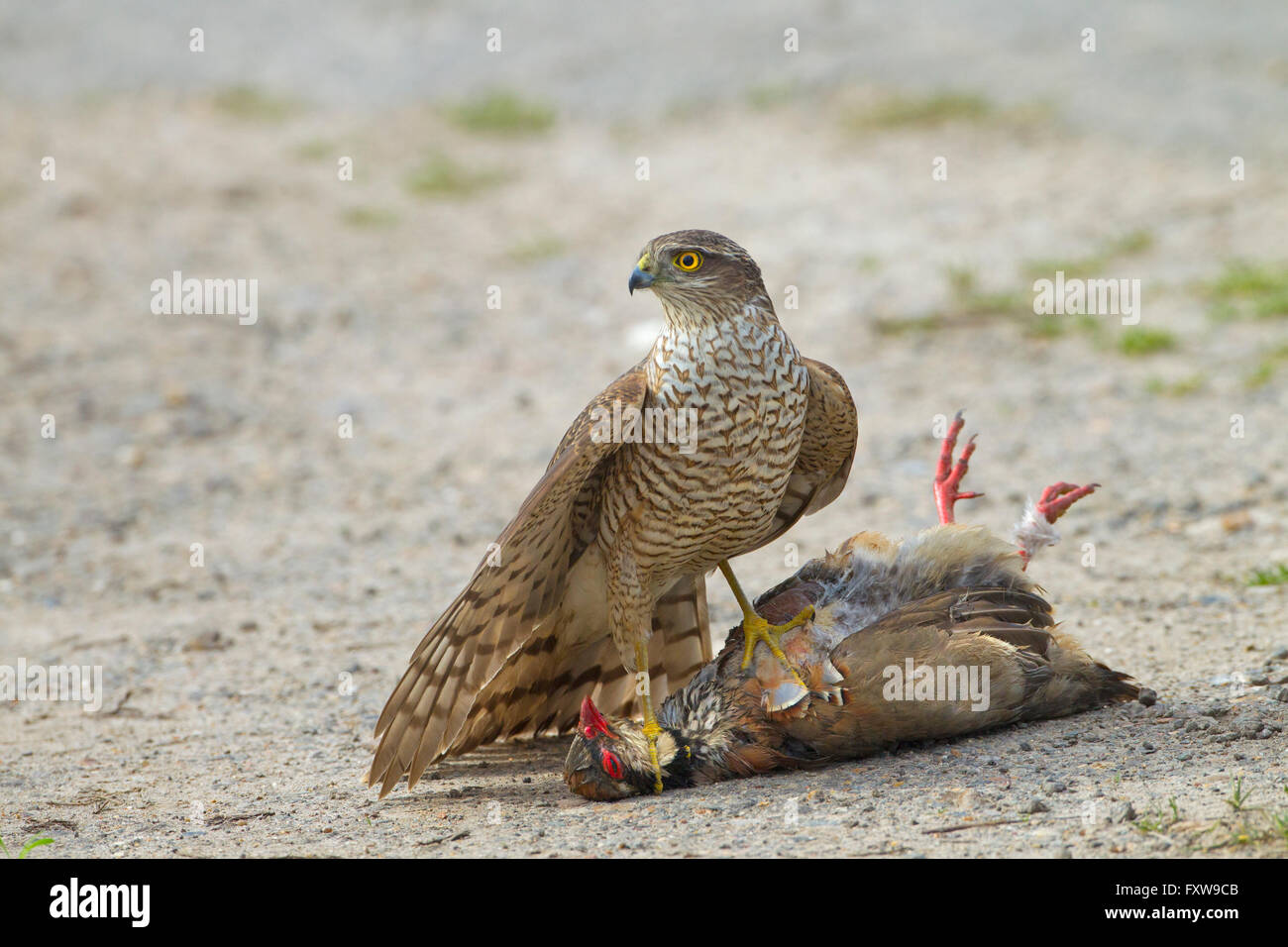 Sparrow Hawk Accipiter nisus eating a road kill Red-legged Partridge Stock Photo