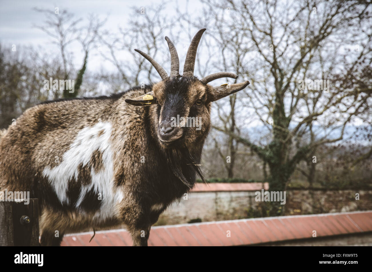 billy goat with horns in nature Stock Photo