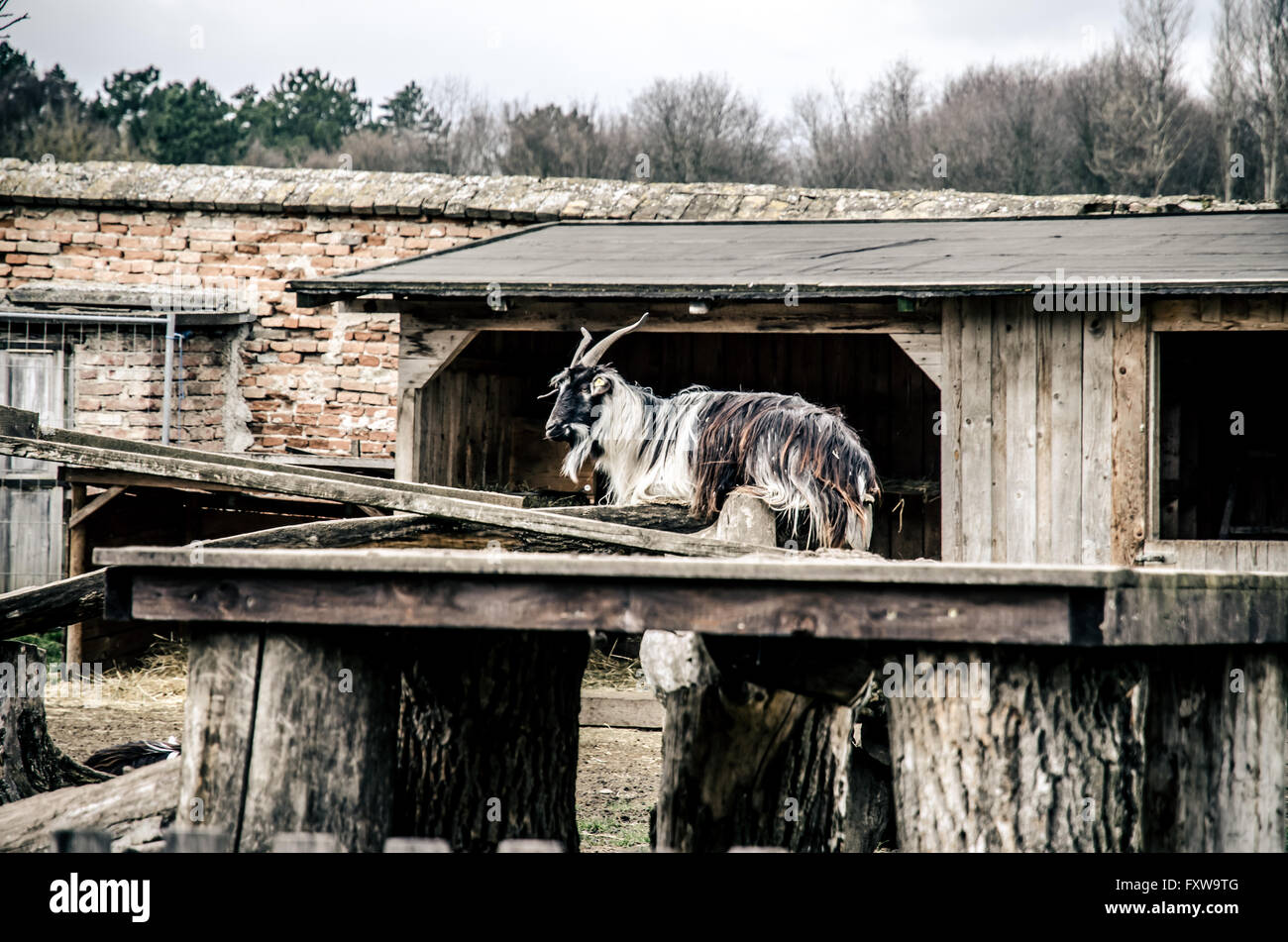 billy goat with horns in the farm Stock Photo