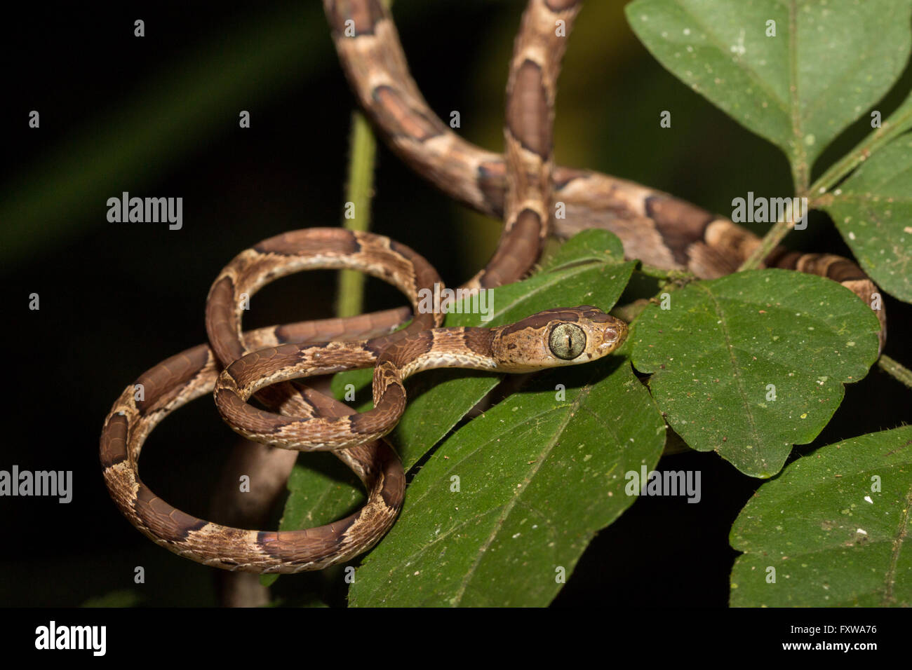 Imantodes cenchoa - close up of a rown blunt-headed vine snake Stock Photo
