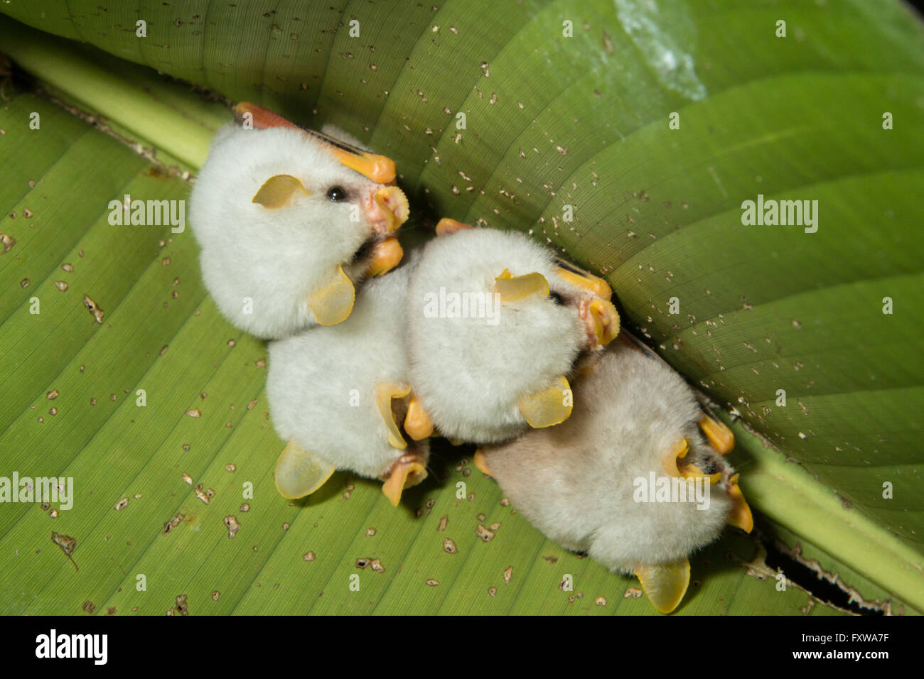 honduran ghost bat