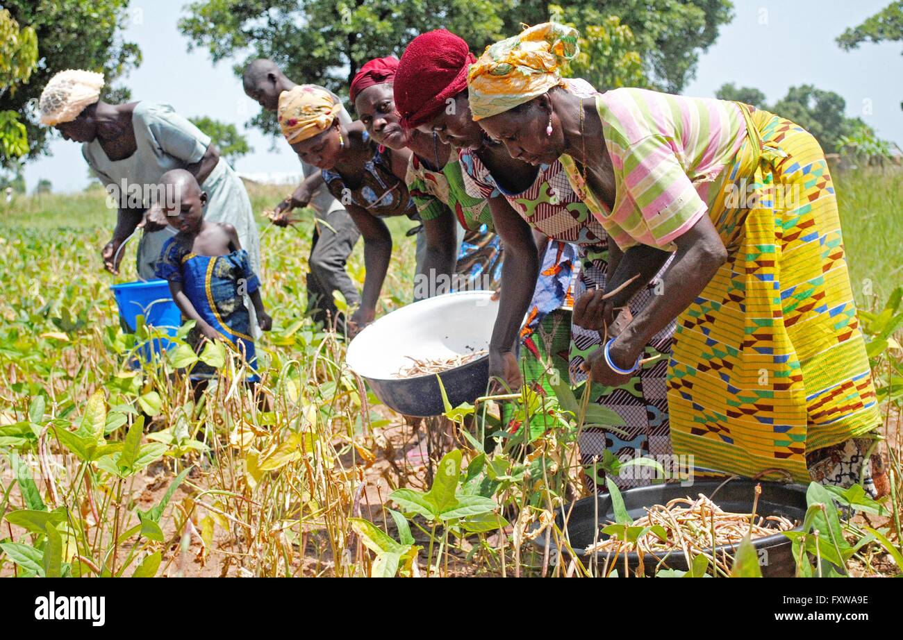 Women harvest cowpeas by hand at a small farm in Ghana. Stock Photo
