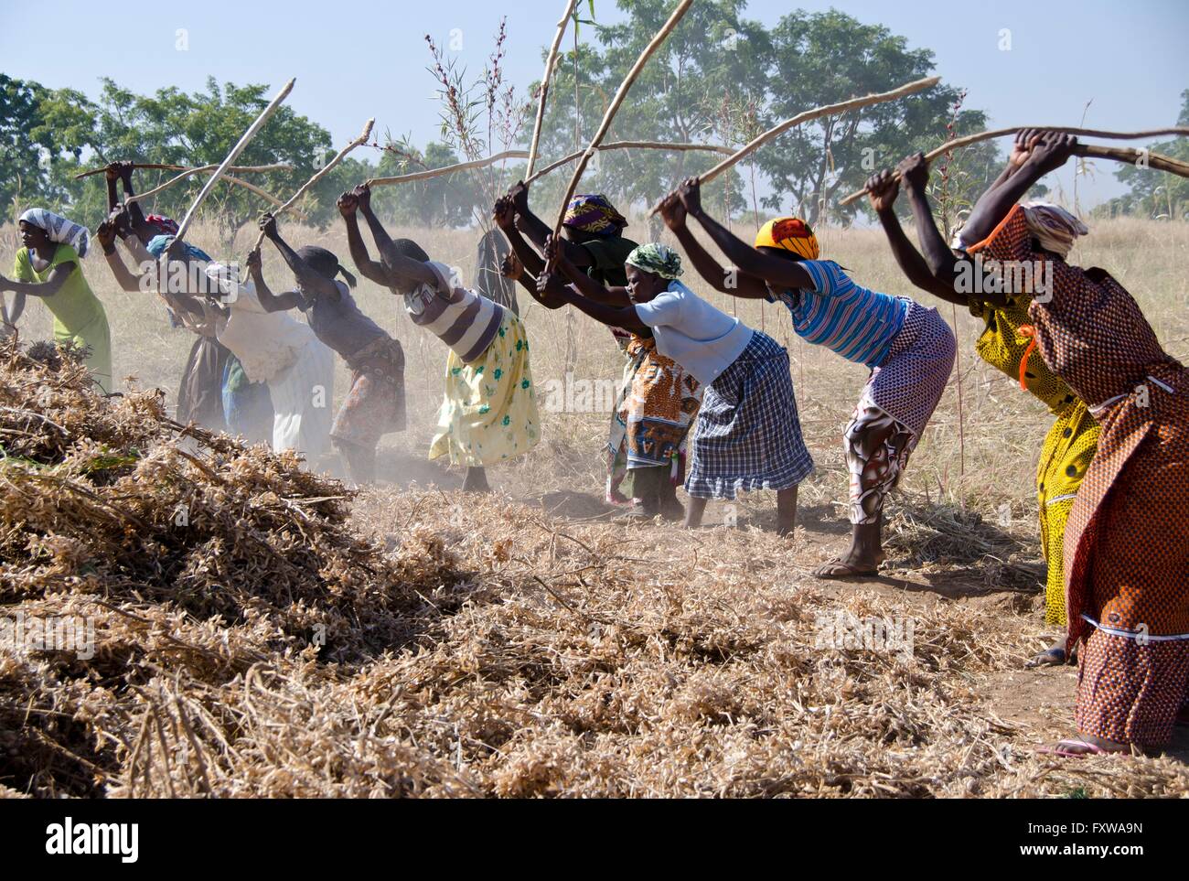 Women hand thresh soy beans at a small farm in Wapoli, Saboba District
