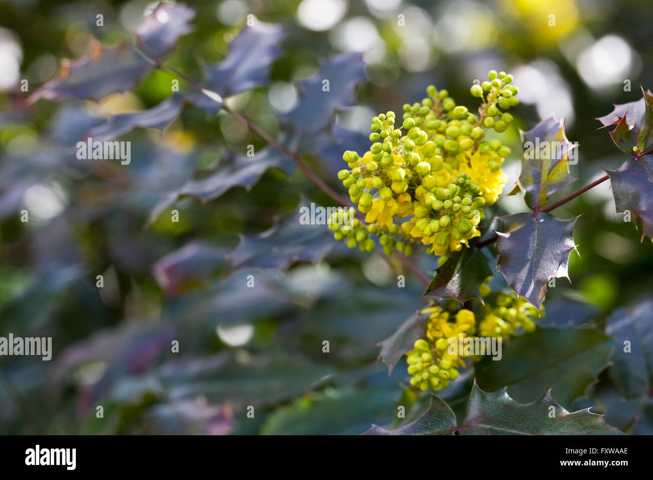 Mahonia x wagneri 'Undulata' flowers. Stock Photo