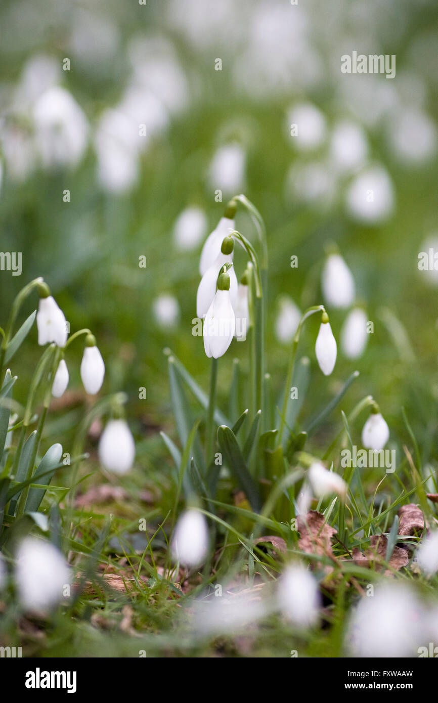 Galanthus nivalis. Snowdrops growing in the grass. Stock Photo