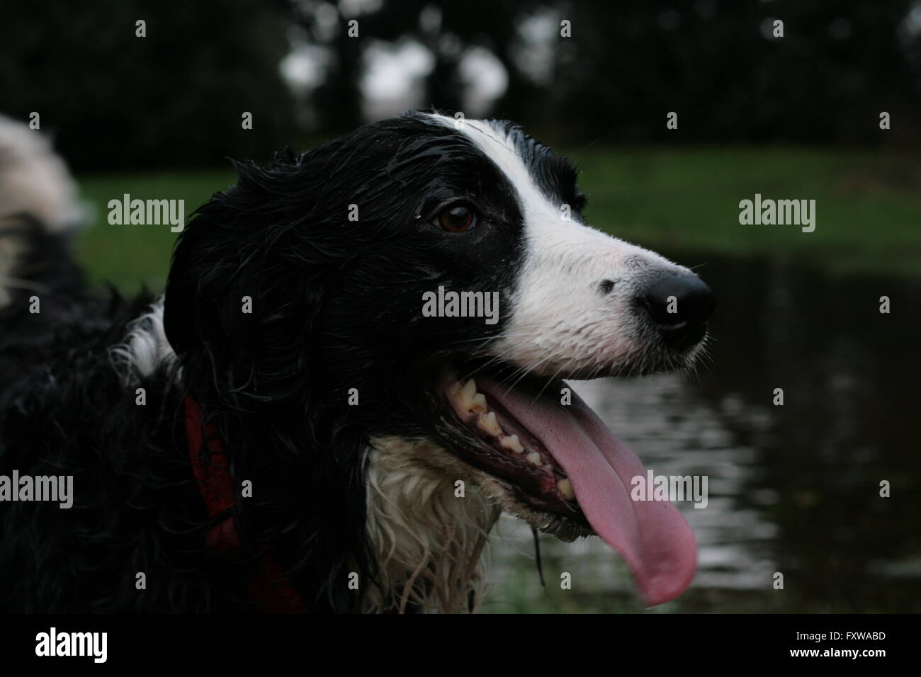 wet border collie dog plays in water Stock Photo