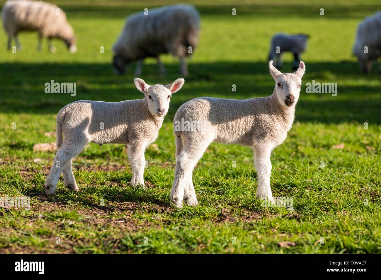 Young baby spring lambs and sheep in a green farm field Stock Photo