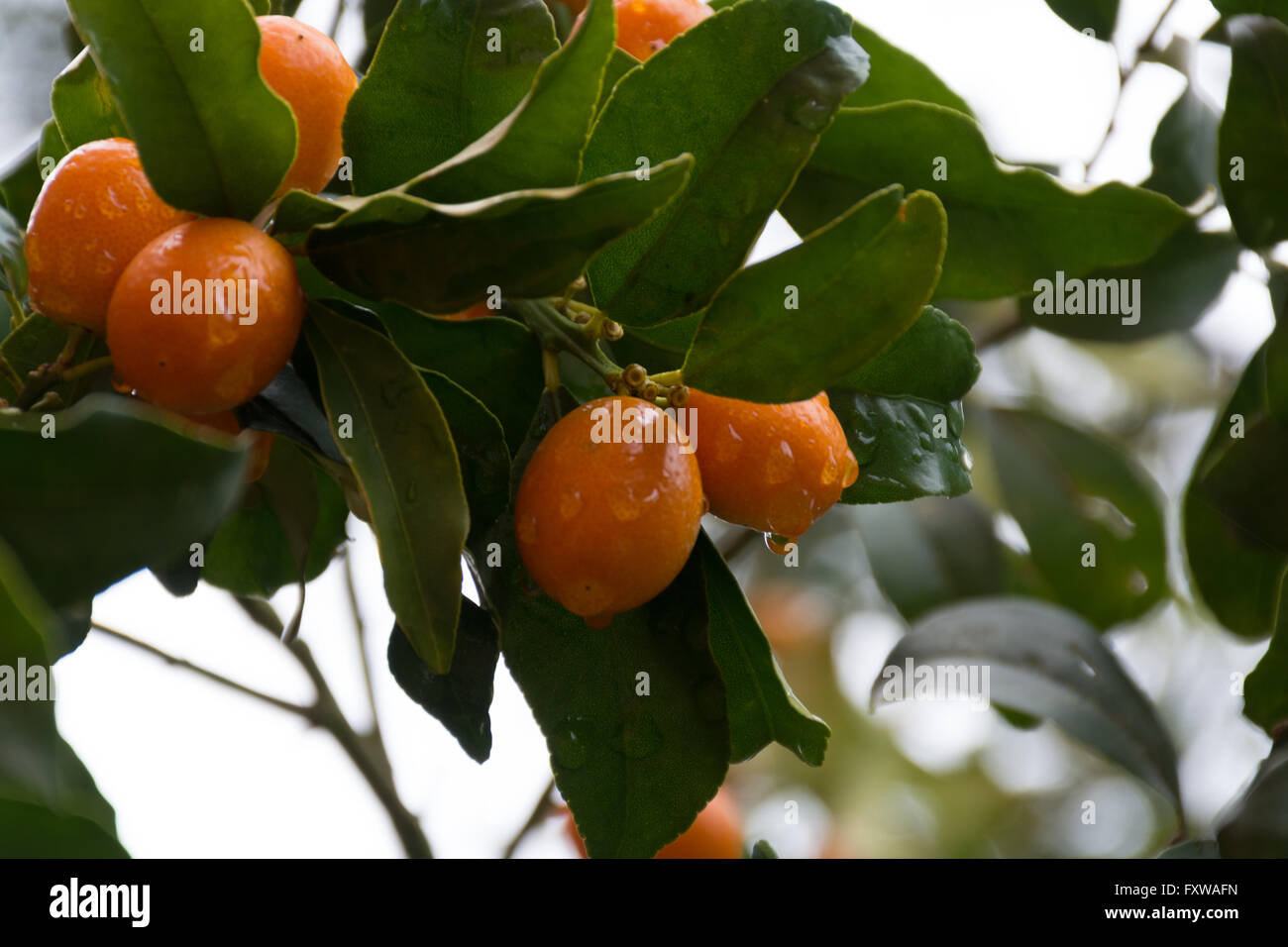 Kumquat corfu hires stock photography and images Alamy