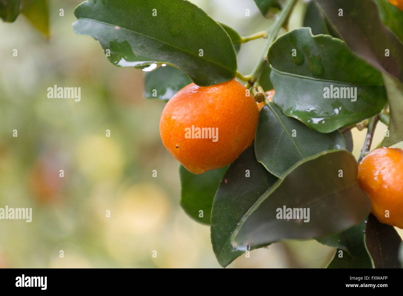 Kumquat corfu hires stock photography and images Alamy