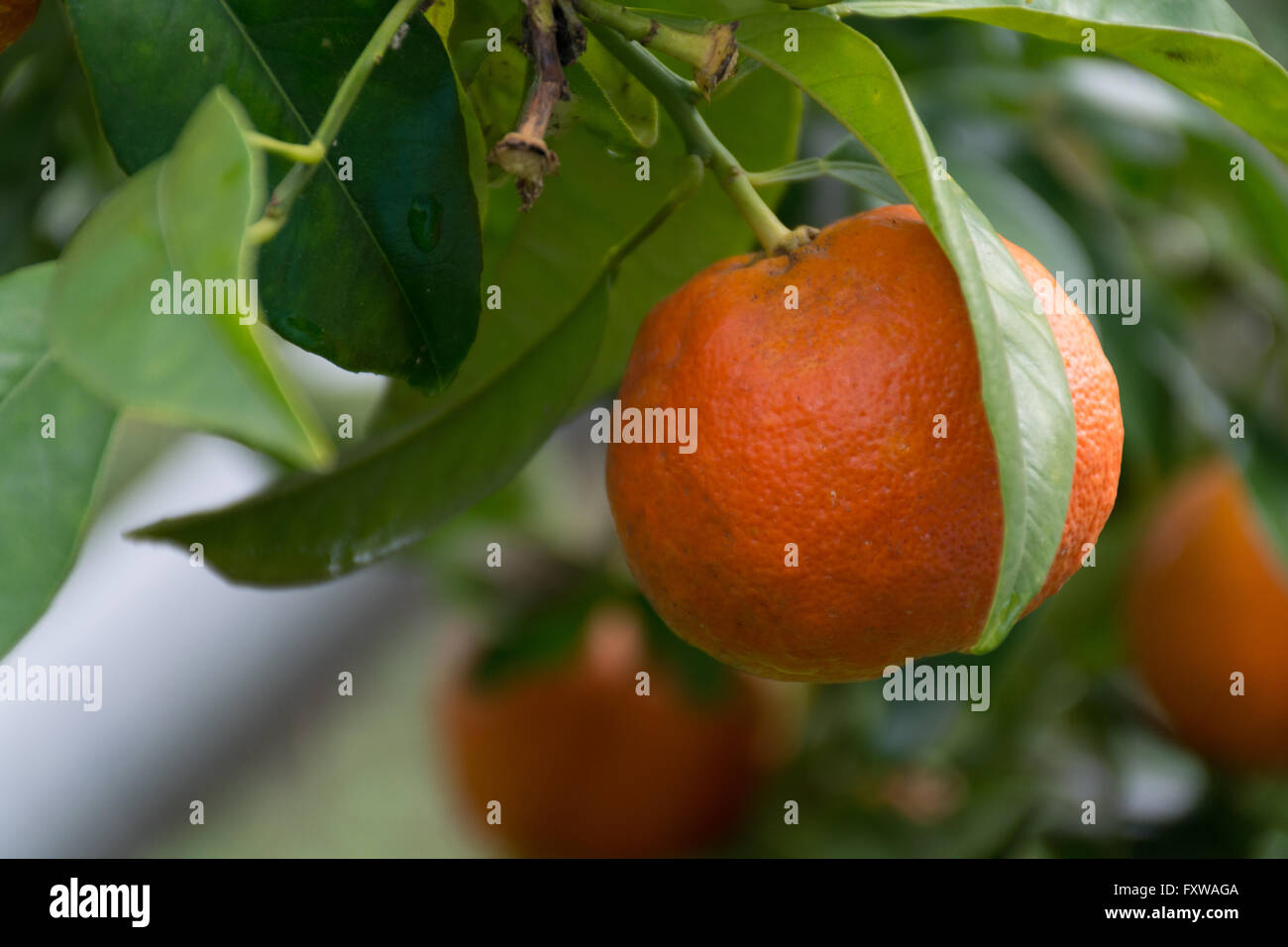 Mandarin orange tree with ripe mandarin fruit in the garden Stock Photo