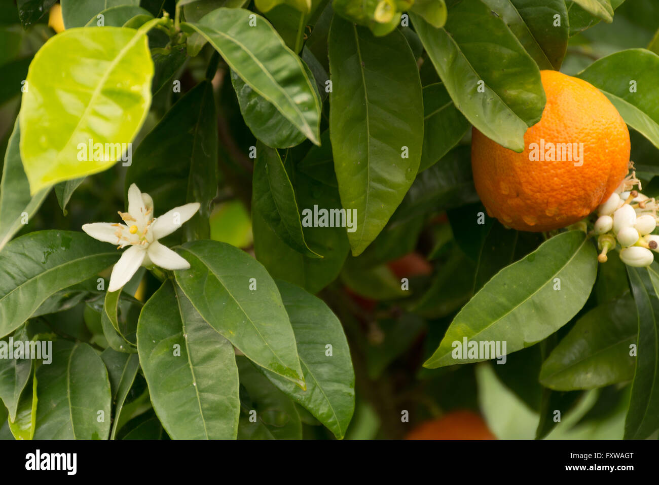 Mandarin orange tree with flowers and ripe mandarin fruit in the garden Stock Photo Alamy