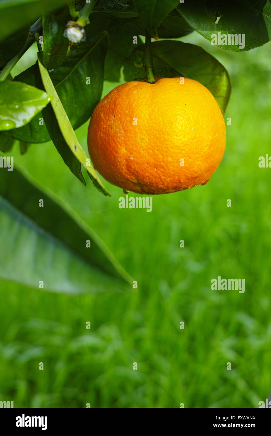 Mandarin orange tree with ripe mandarin fruit in the garden Stock Photo