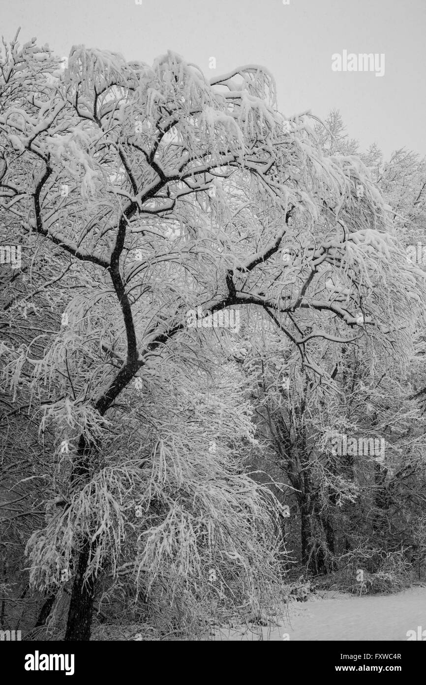 Abstract snow falling and ice covered trees, New Jersey, USA, United, States, North America, garden tree isolated winter trees, snow trees US Stock Photo
