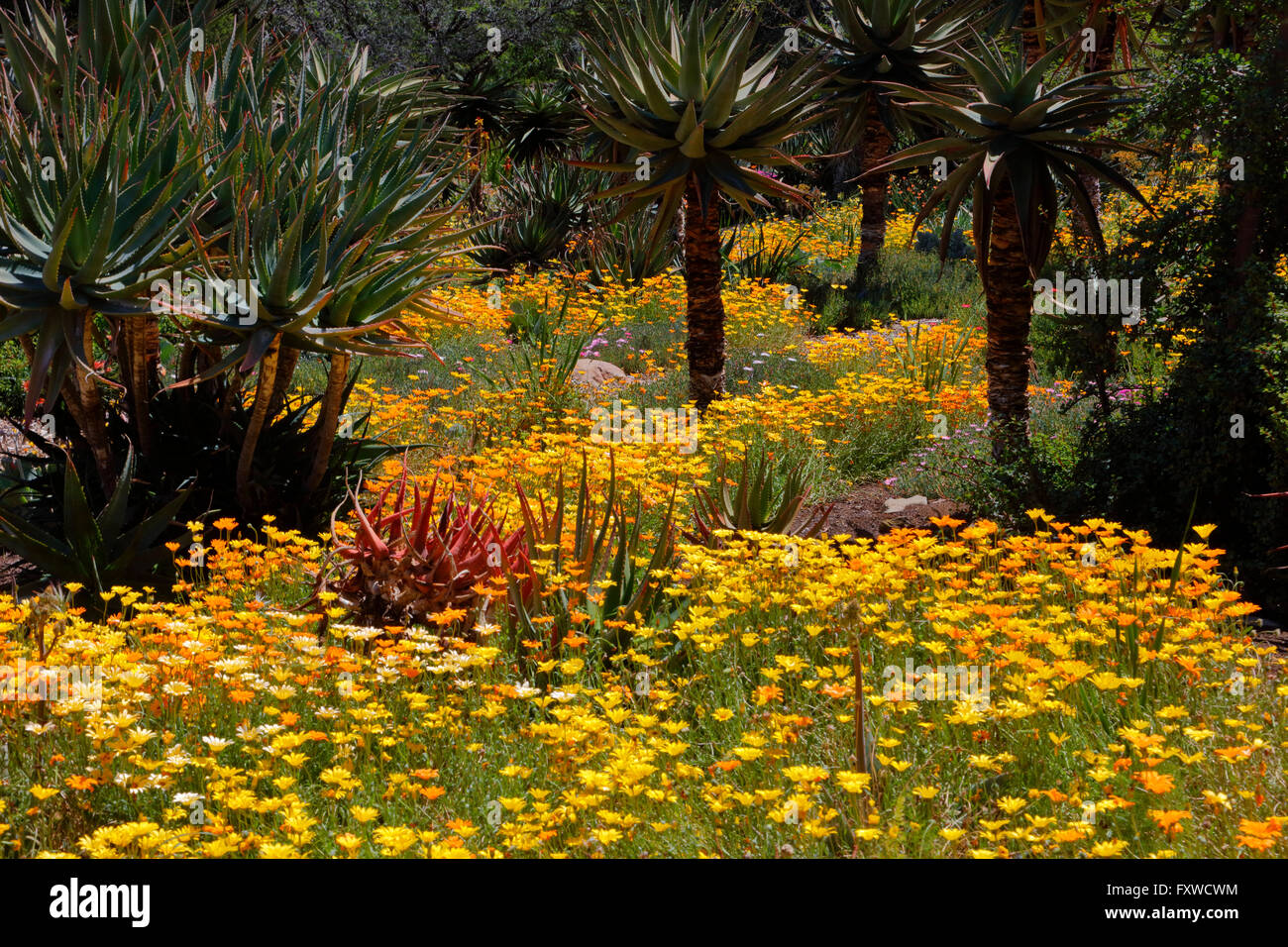Springtime bloom in California at Taft Botanical Gardens, Ojai CA Stock Photo