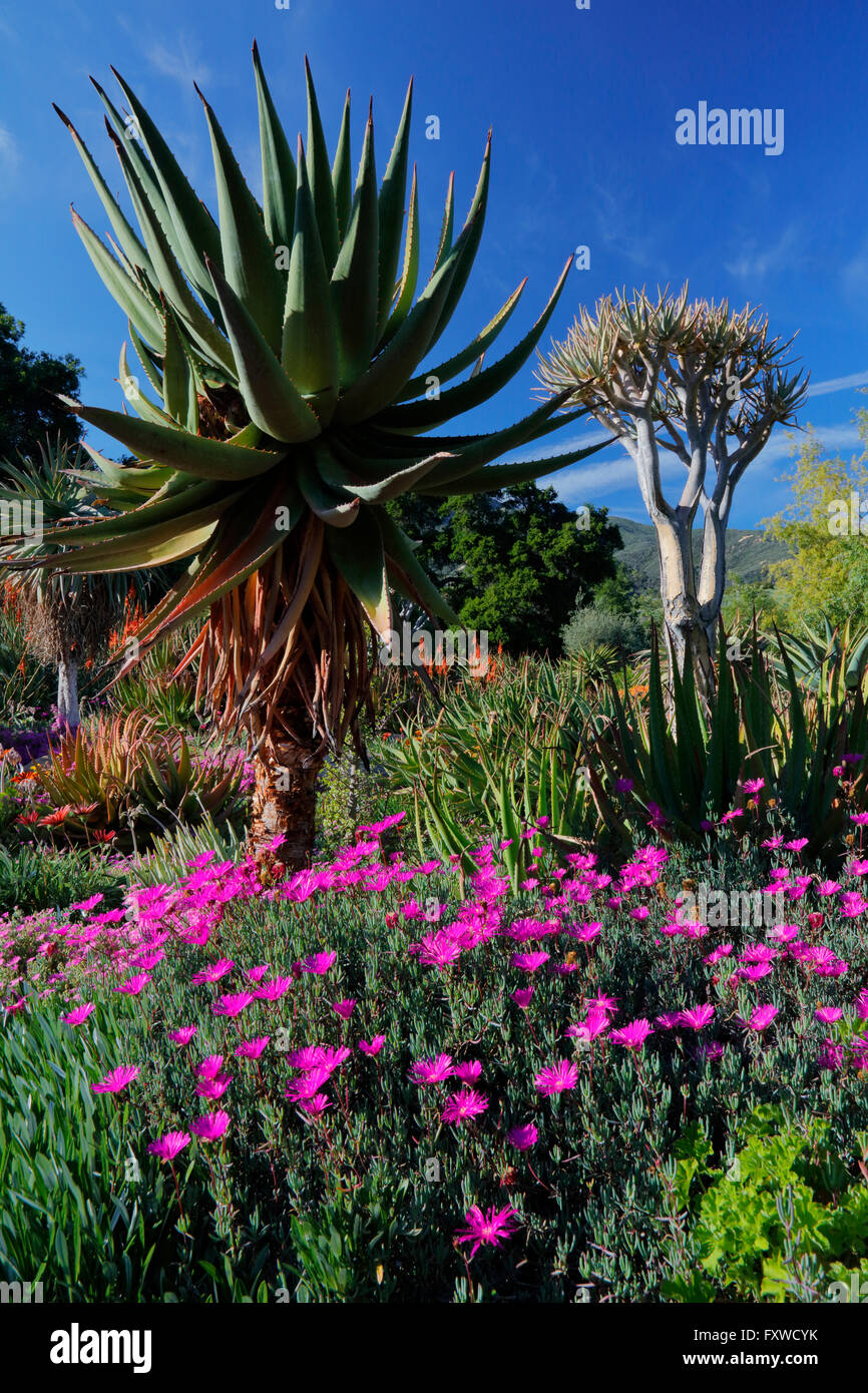 Springtime bloom in California at Taft Botanical Gardens, Ojai CA Stock Photo