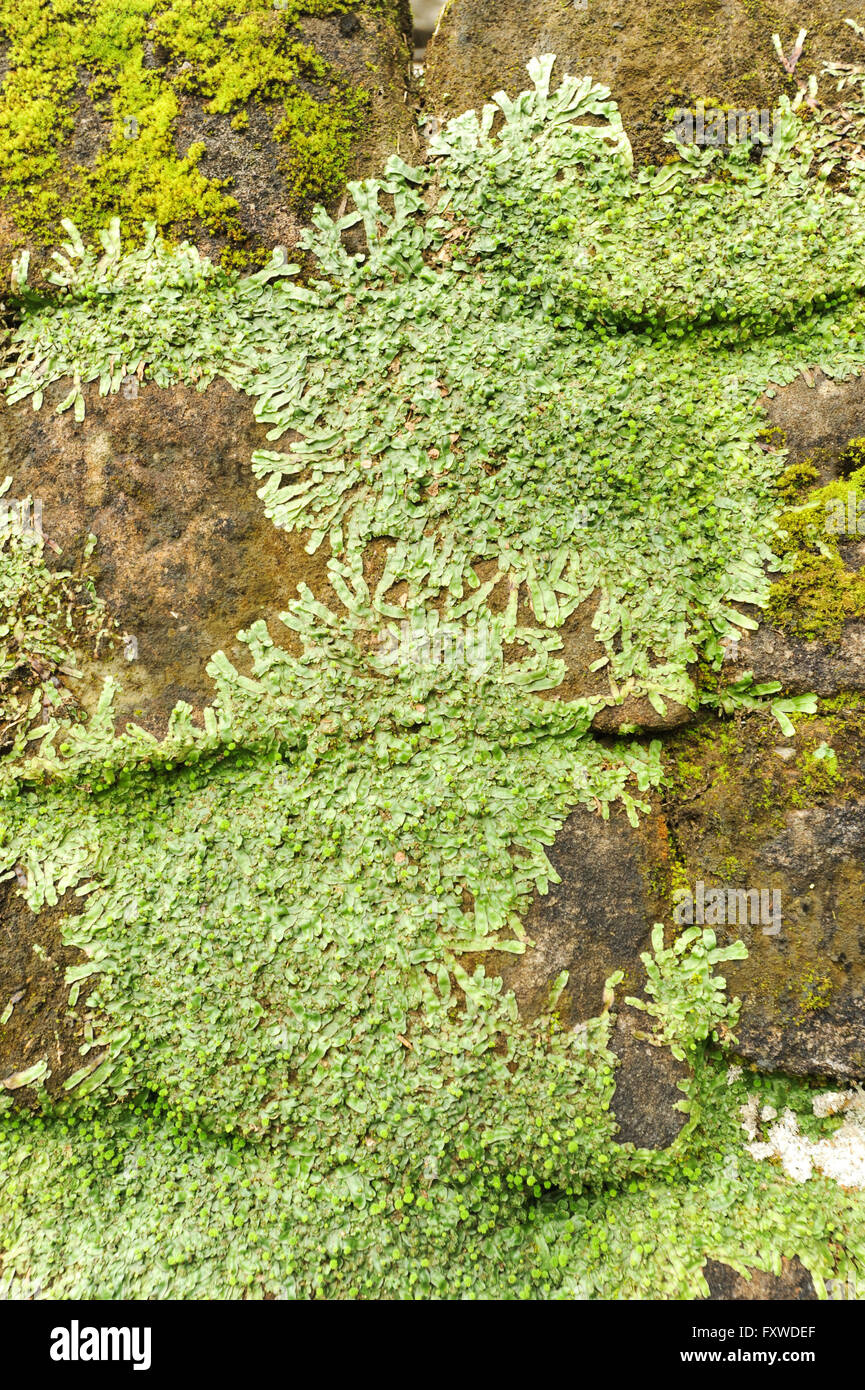 Wall with grass for background and texture Stock Photo - Alamy