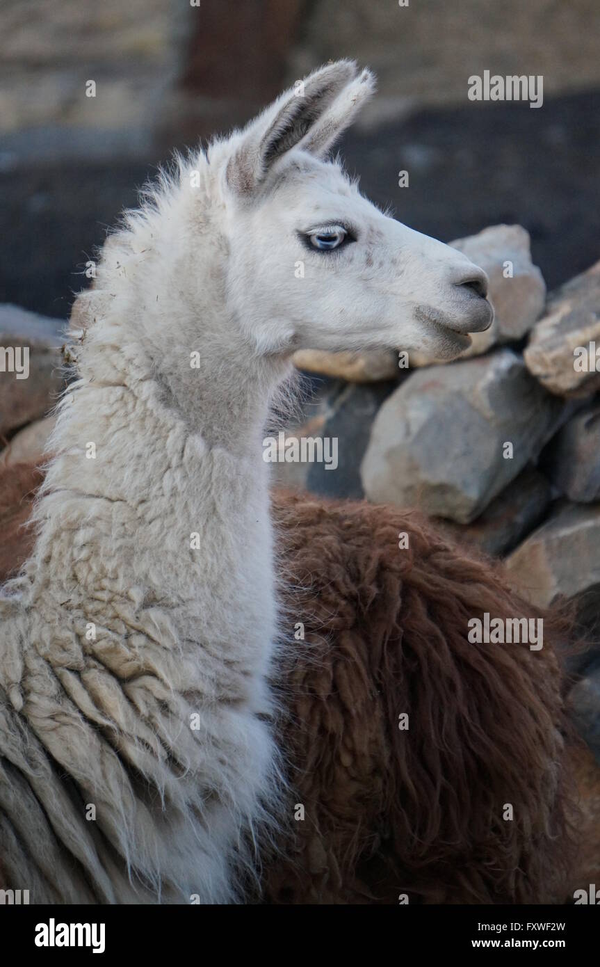 Fauna of Bolivia -  01/08/2013  -  Bolivia / Altiplano  -  Lamas and alpagas   -  Sandrine Huet / Le Pictorium Stock Photo