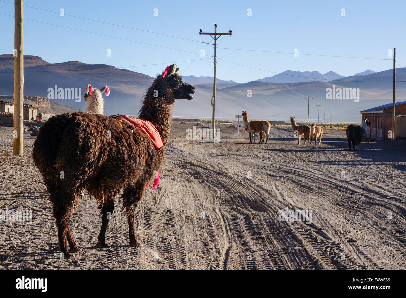 Fauna of Bolivia -  20/08/2013  -  Bolivia / Altiplano  -  Lamas and alpagas   -  Sandrine Huet / Le Pictorium Stock Photo