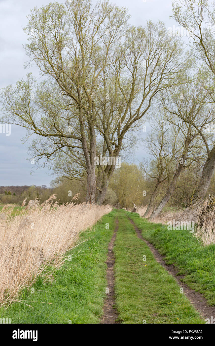 Trackway on the Beccles Marsh trail Suffolk, England, UK Stock Photo