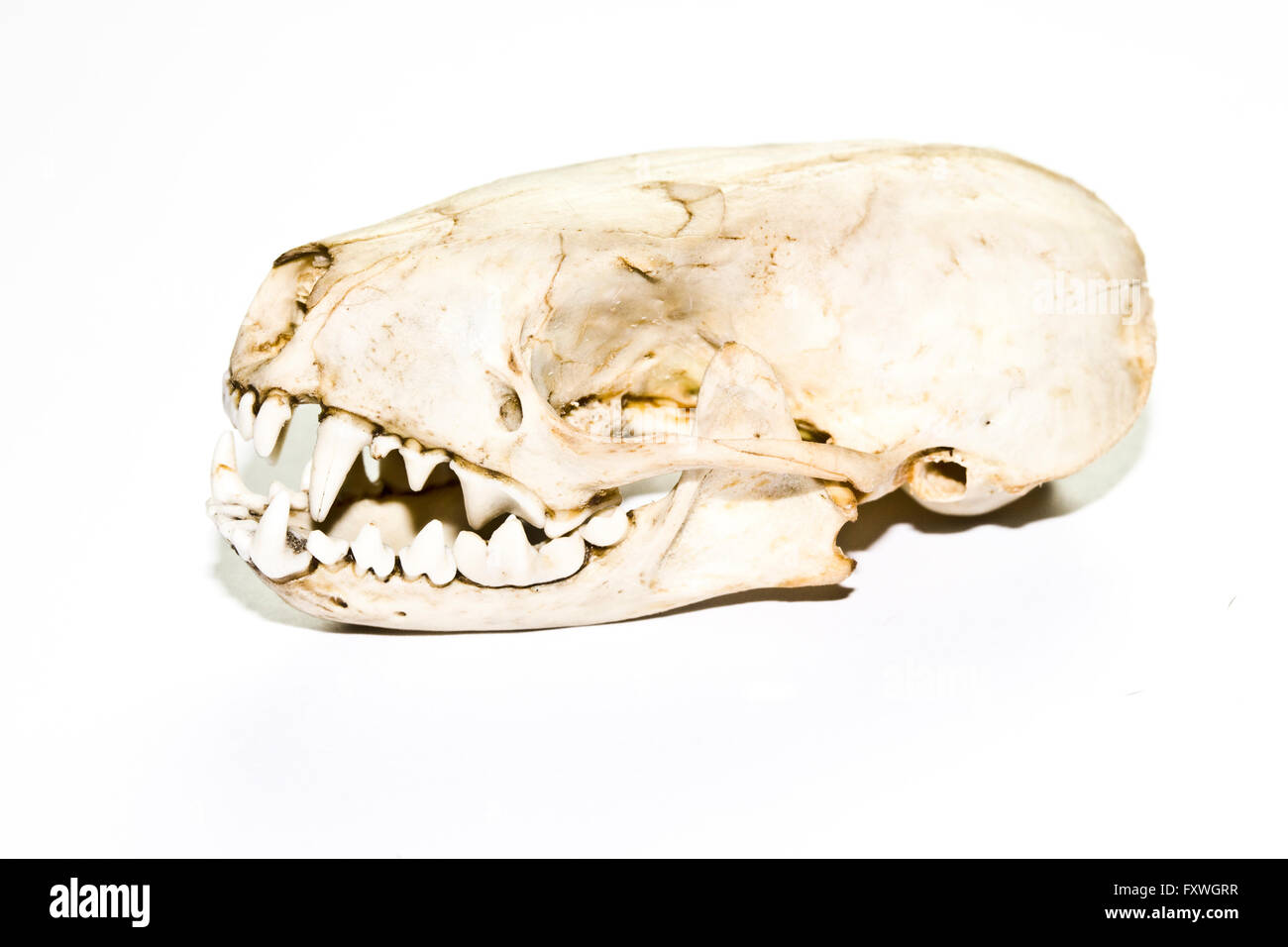 A stoat or weasel skull on white background Stock Photo - Alamy, image size:1300x956