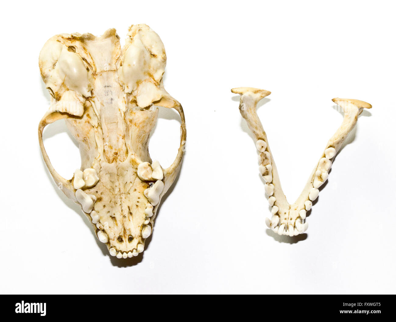 A stoat or weasel skull on white background Stock Photo - Alamy, image size:1300x1057