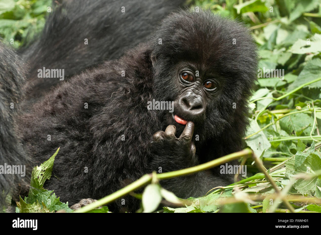 playful baby mountain gorilla with its finger in its mouth. one of the
