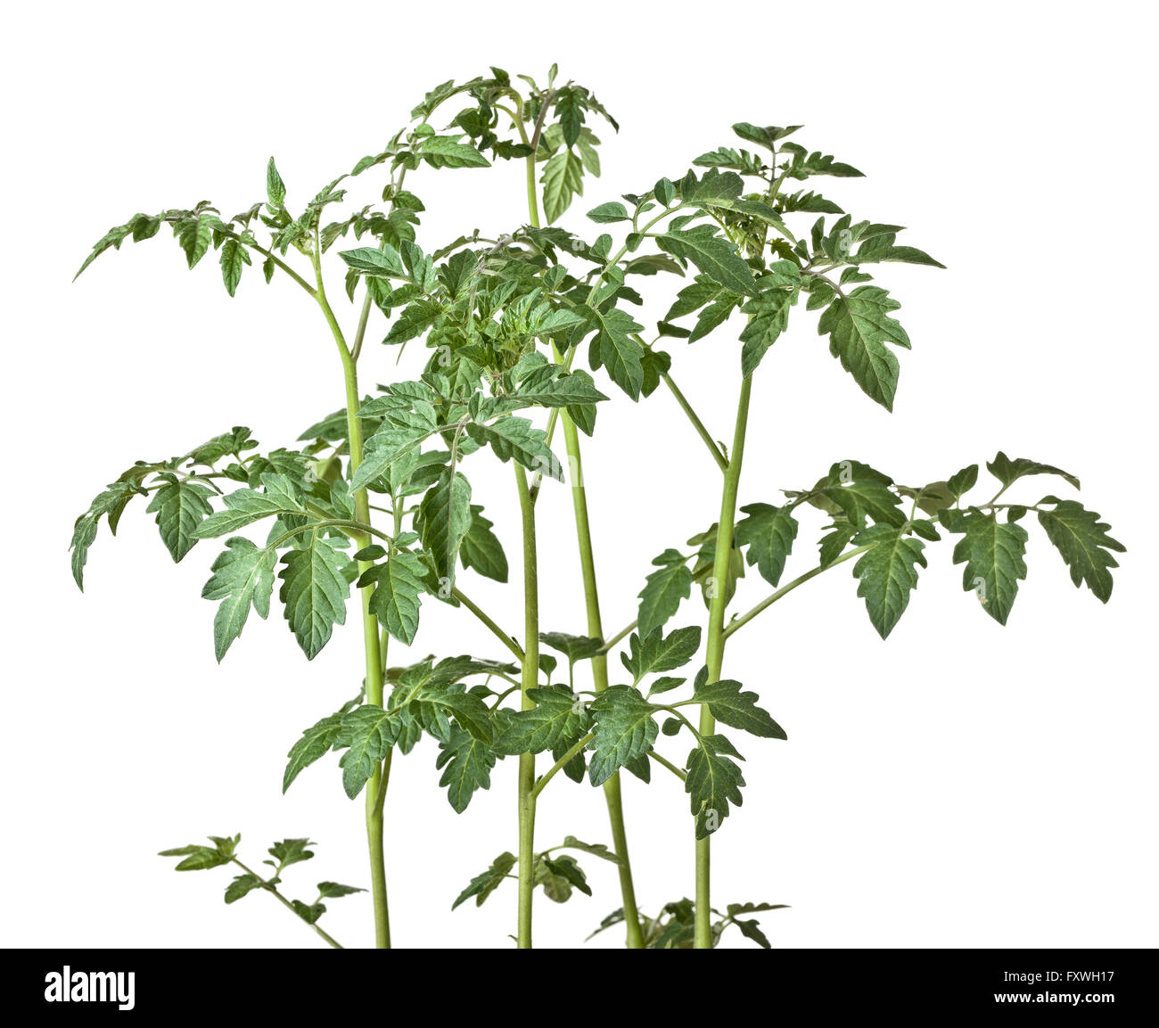 tomato plant on white background Stock Photo