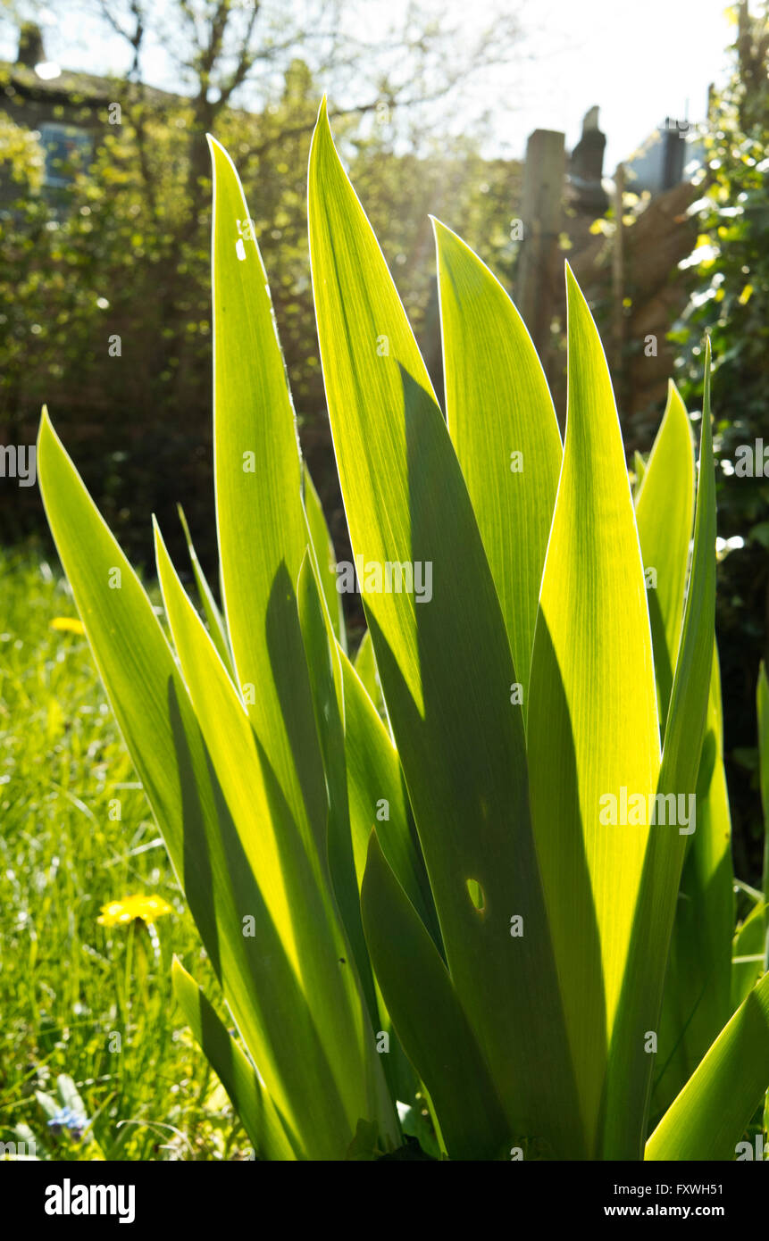 sunlight shines through the blades of plants. Stock Photo