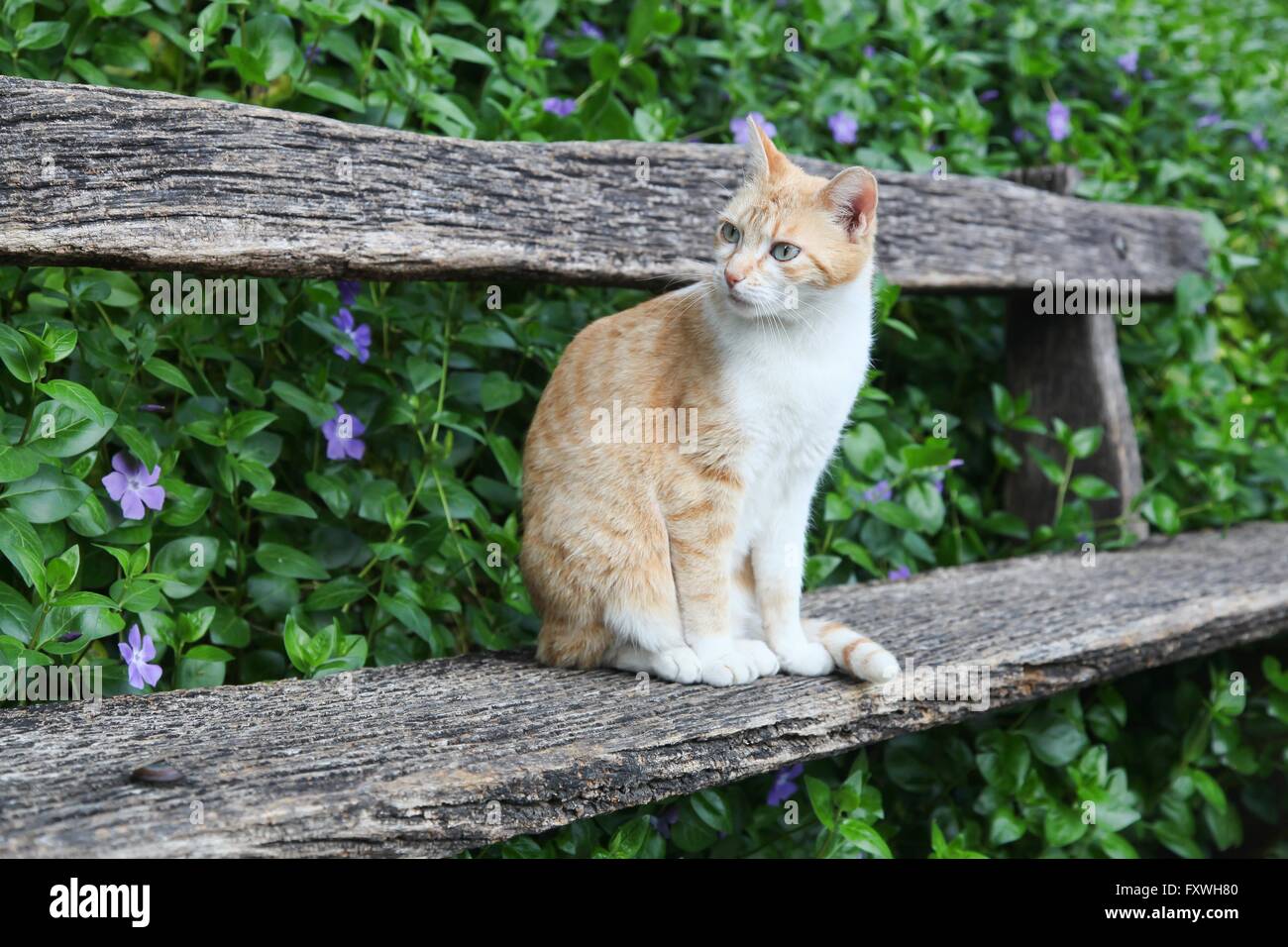 Cat Sitting On A Bench Stock Photo Alamy