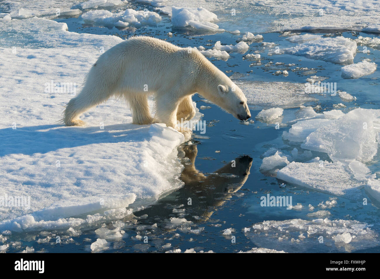 one polar bear about to jump across gap in the pack ice off the coast of  Svalbard Stock Photo - Alamy