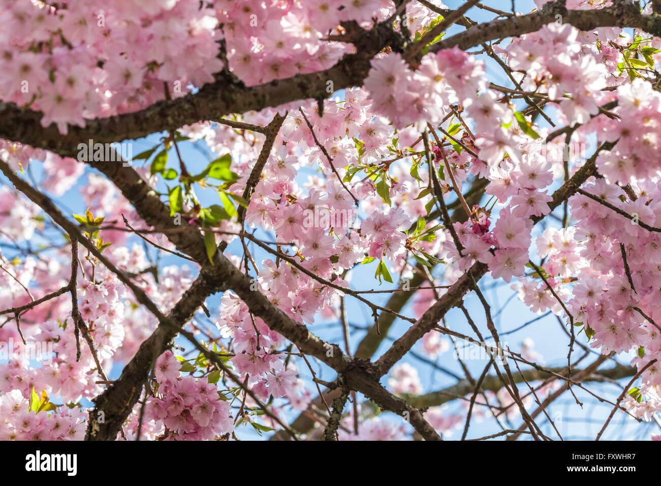 Cherry Tree Blossom - Prunus Accolade Stock Photo