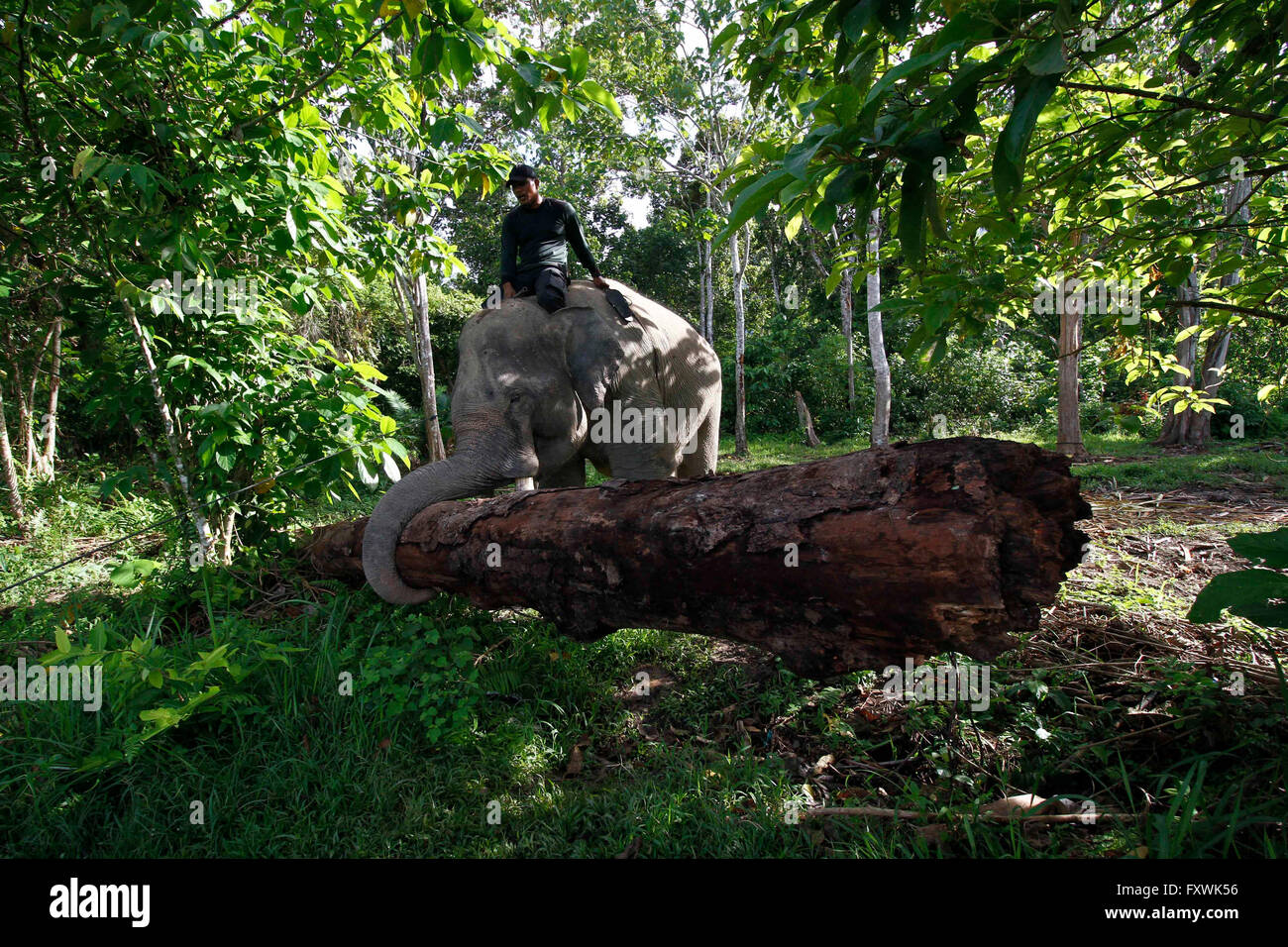 South Aceh, Indonesia. 16th Apr, 2016. Sumatran Elephants are seen in a