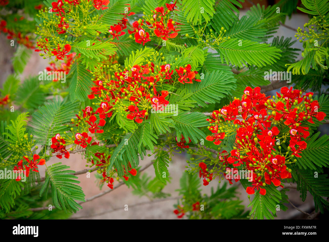 Krishnachura Delonix regia is a species of flowering plant in