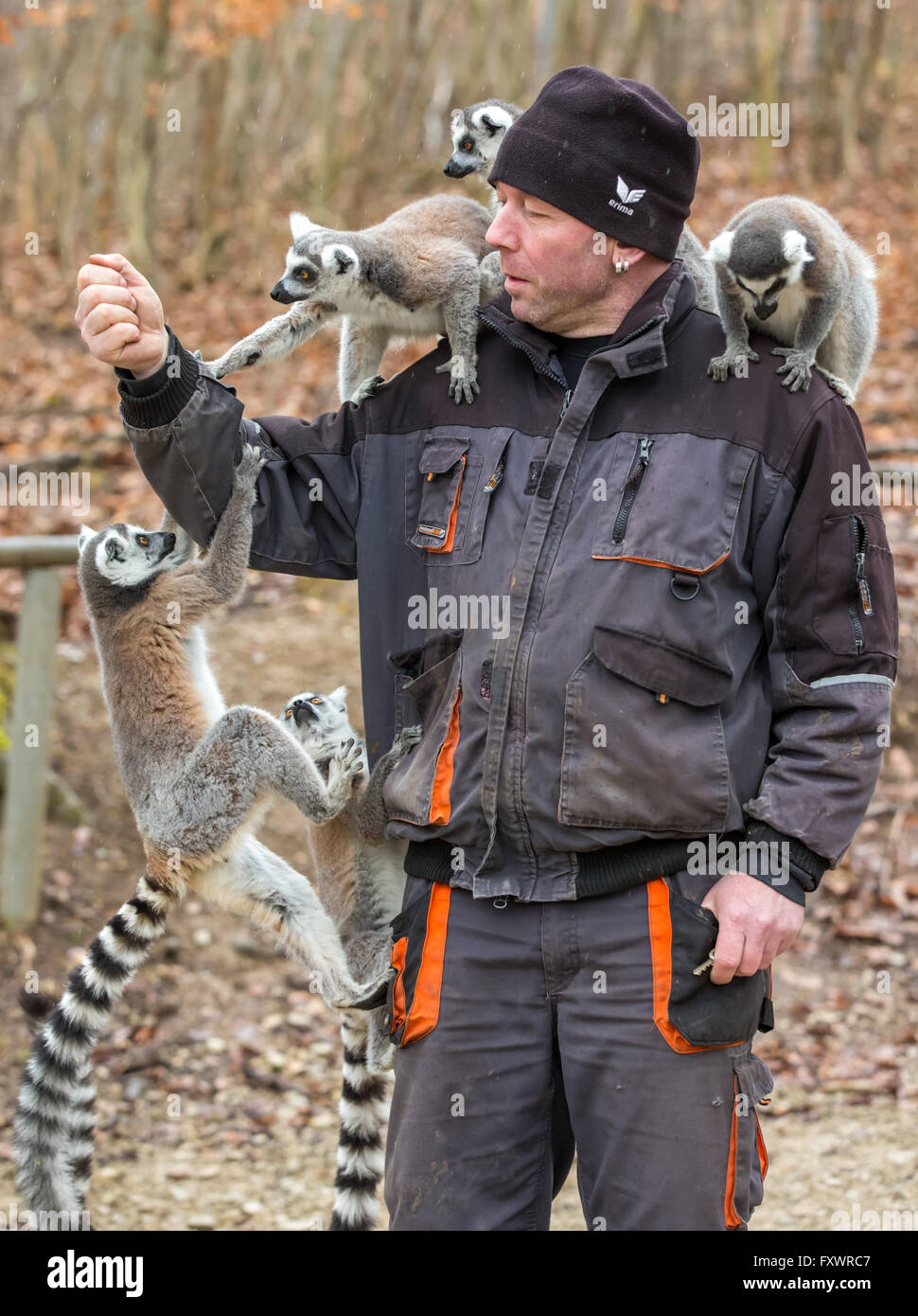 Zookeeper monkey hires stock photography and images Alamy