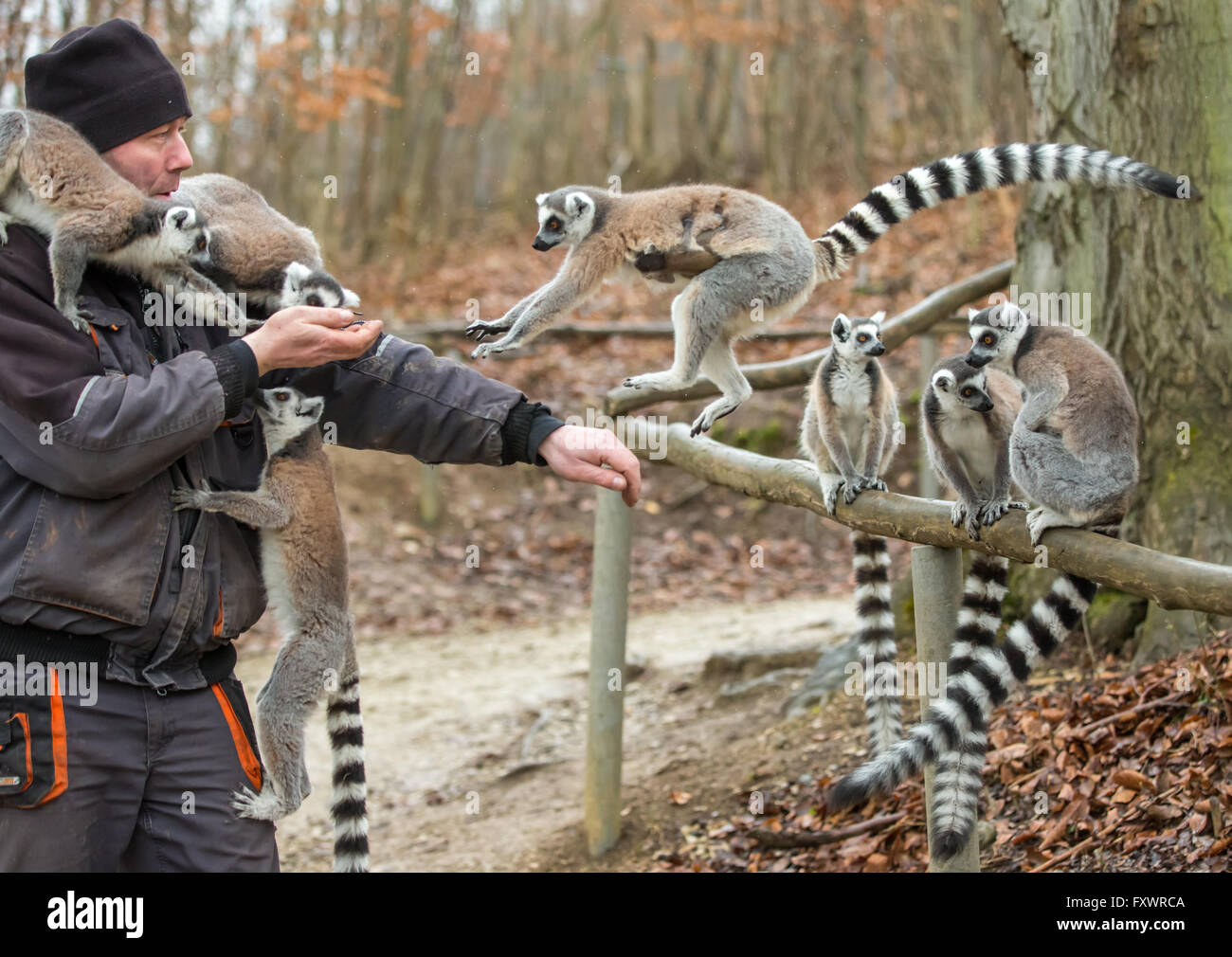 Zookeeper monkey hires stock photography and images Alamy
