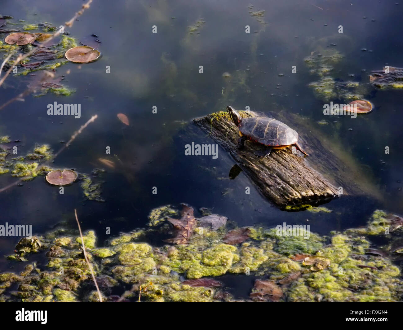 Painted turtle on log hires stock photography and images Alamy