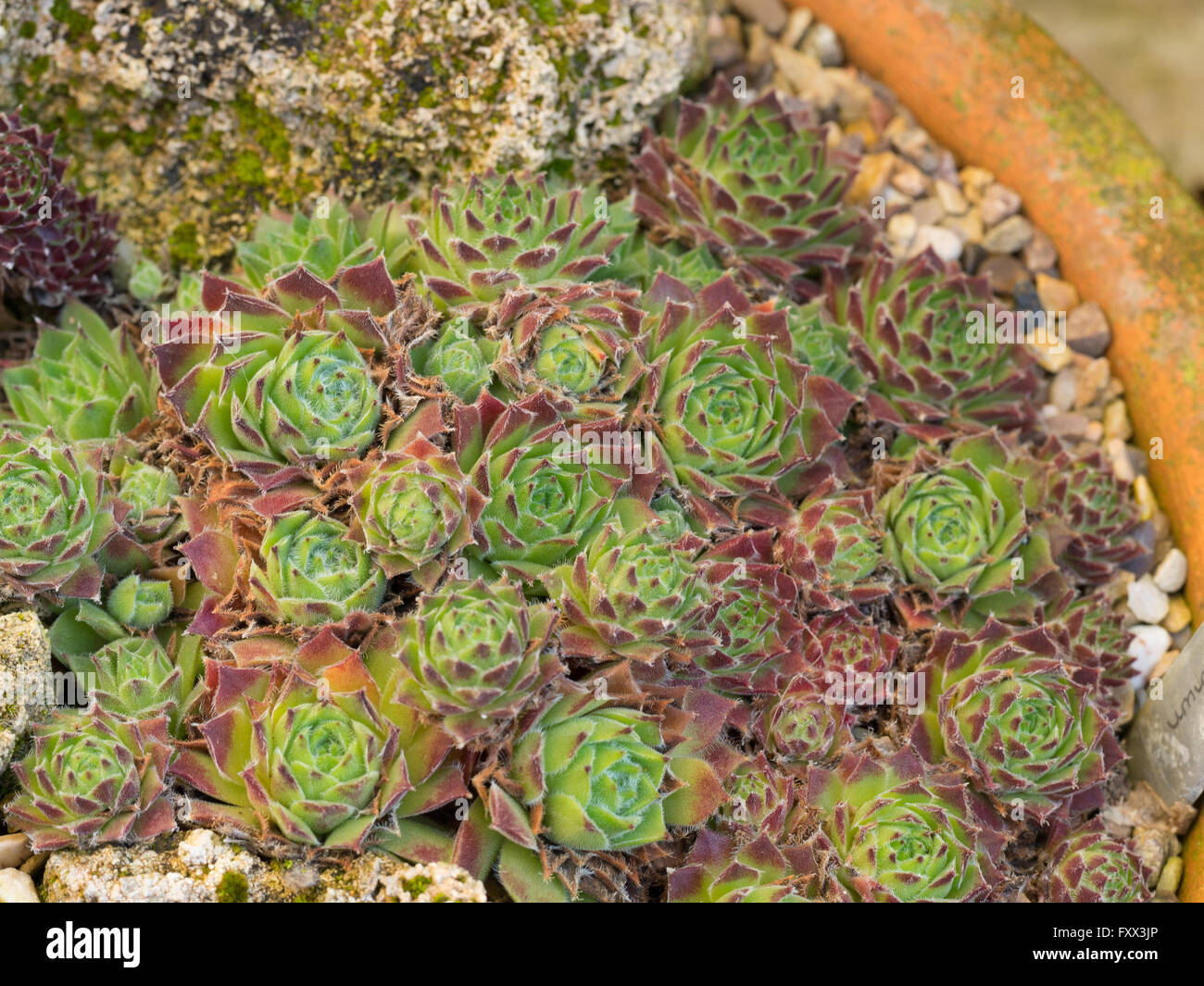 Sempervivum montanum Stock Photo