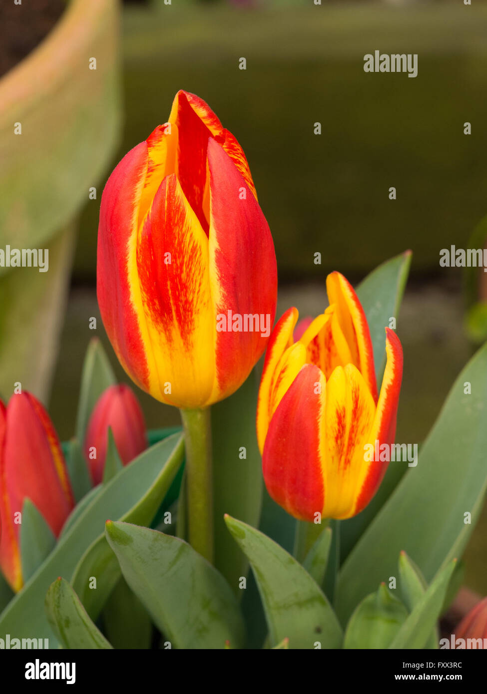 Flag flowers hires stock photography and images Alamy