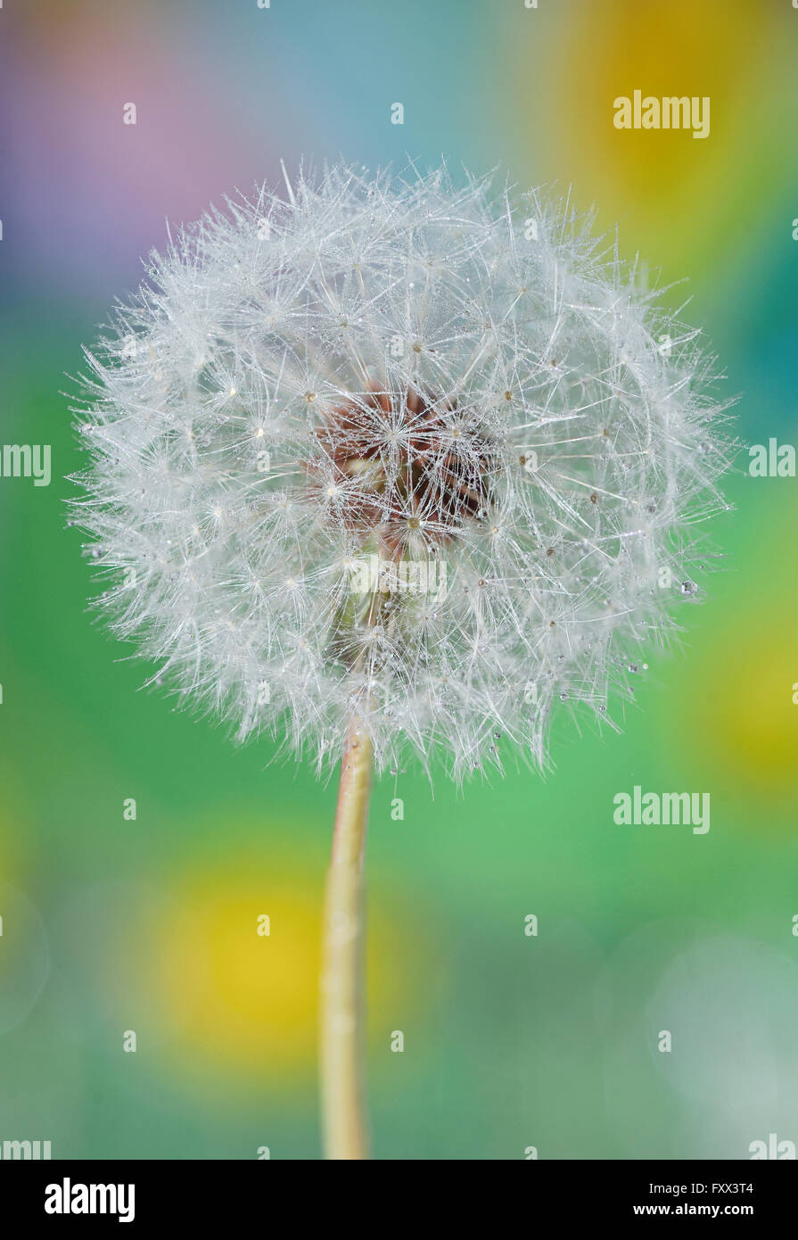 Dandelion close up and dew drops isolated Stock Photo - Alamy
