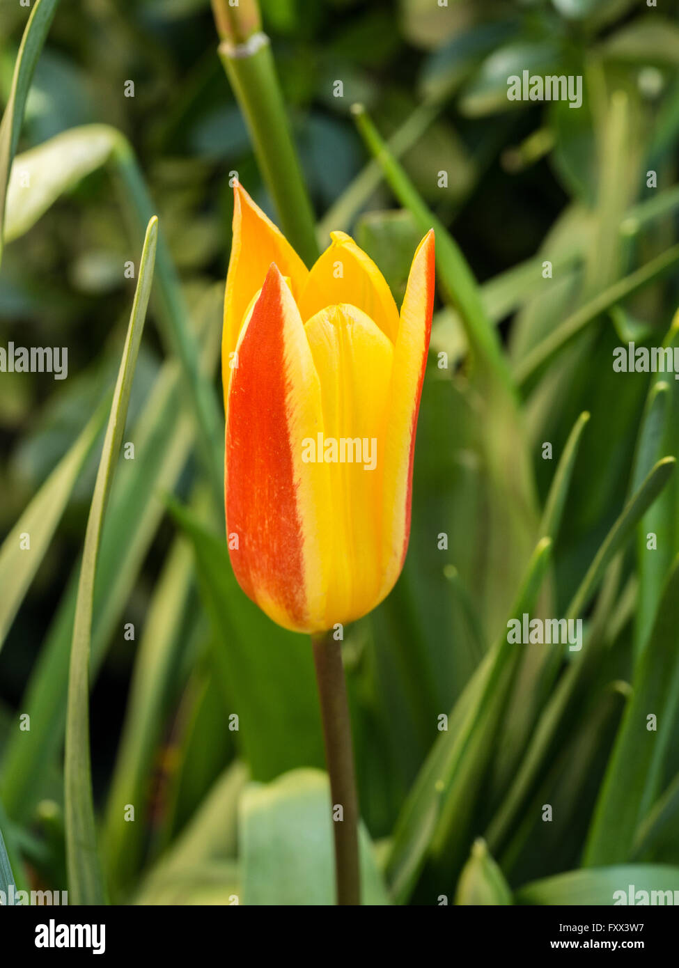 Tulipa kaufmanniana "Guiseppe Verdi' flower Stock Photo Alamy