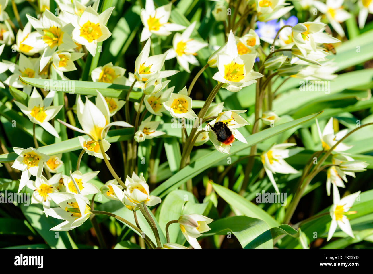 Tulipa turkestanica, the Turkestan tulip, here seen together with a Bombus lapidaries, the red-tailed bumblebee feeding on polle Stock Photo