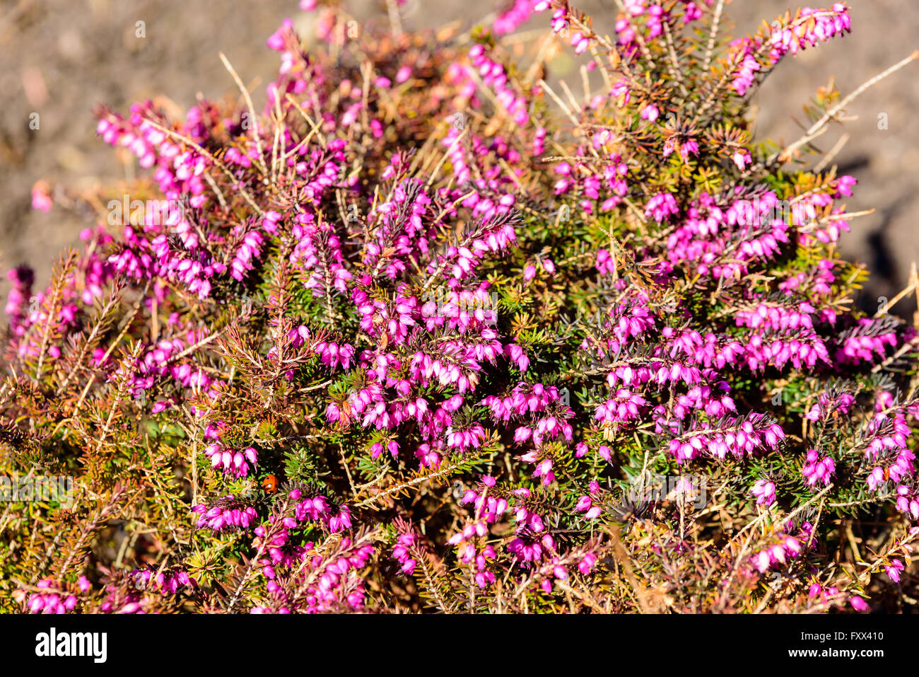Erica darleyensis, a variety of heather or heath, here seen with a multitude of purple pink flowers in spring. Stock Photo