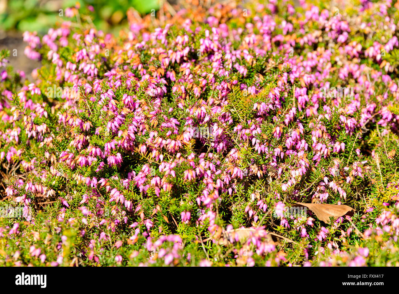 Erica carnea, the winter heath, winter flowering heather, spring heath or alpine heath, here seen with a multitude of purple pin Stock Photo