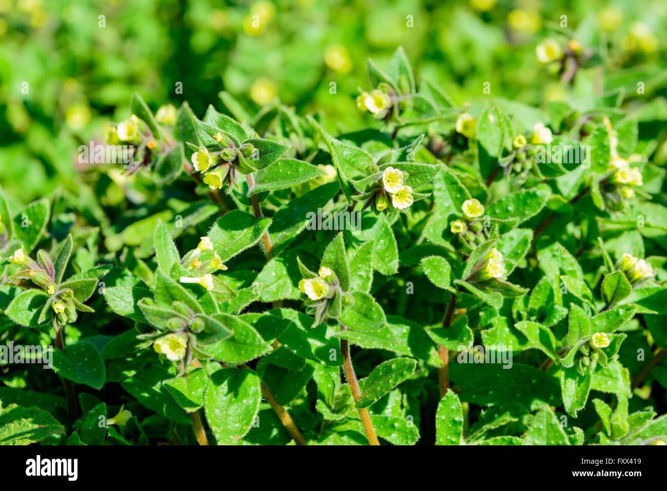 Nonea lutea, the yellow monkswort, a small and delicate primrose yellow flower in early spring. Stock Photo