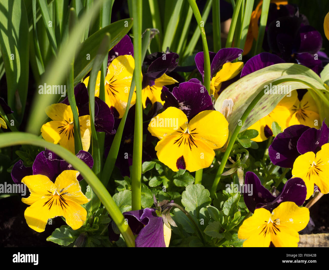Viola 'Sorbet Yellow Jump Up' flowers Stock Photo